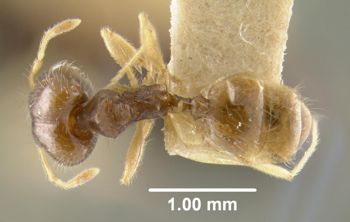Media type: image;   Entomology 8872 Aspect: habitus dorsal view
